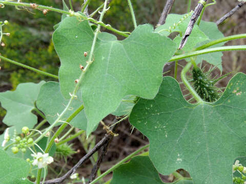 Image of Wild Balsam-Apple