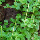 Image of Peperomia trifolia (L.) A. Dietrich