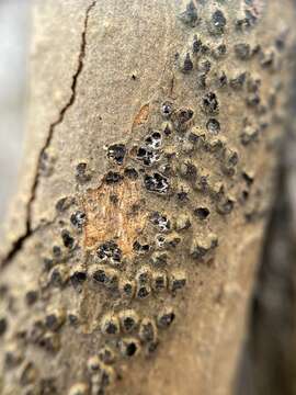 Image of Cryptovalsa prominens (Howe) Berl. 1902