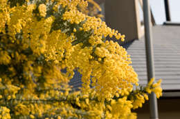 Image of cootamundra wattle