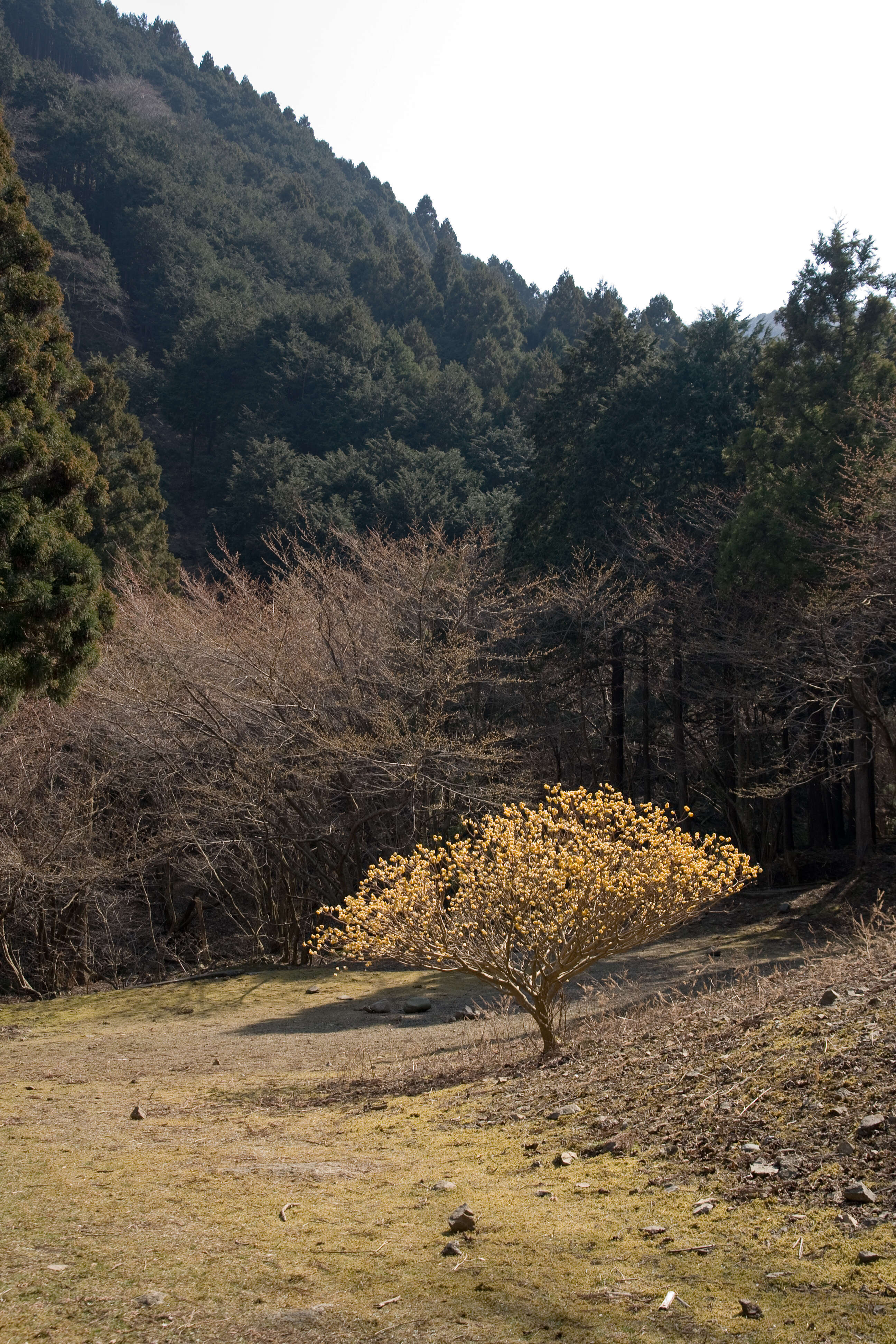 Image of Oriental paperbush