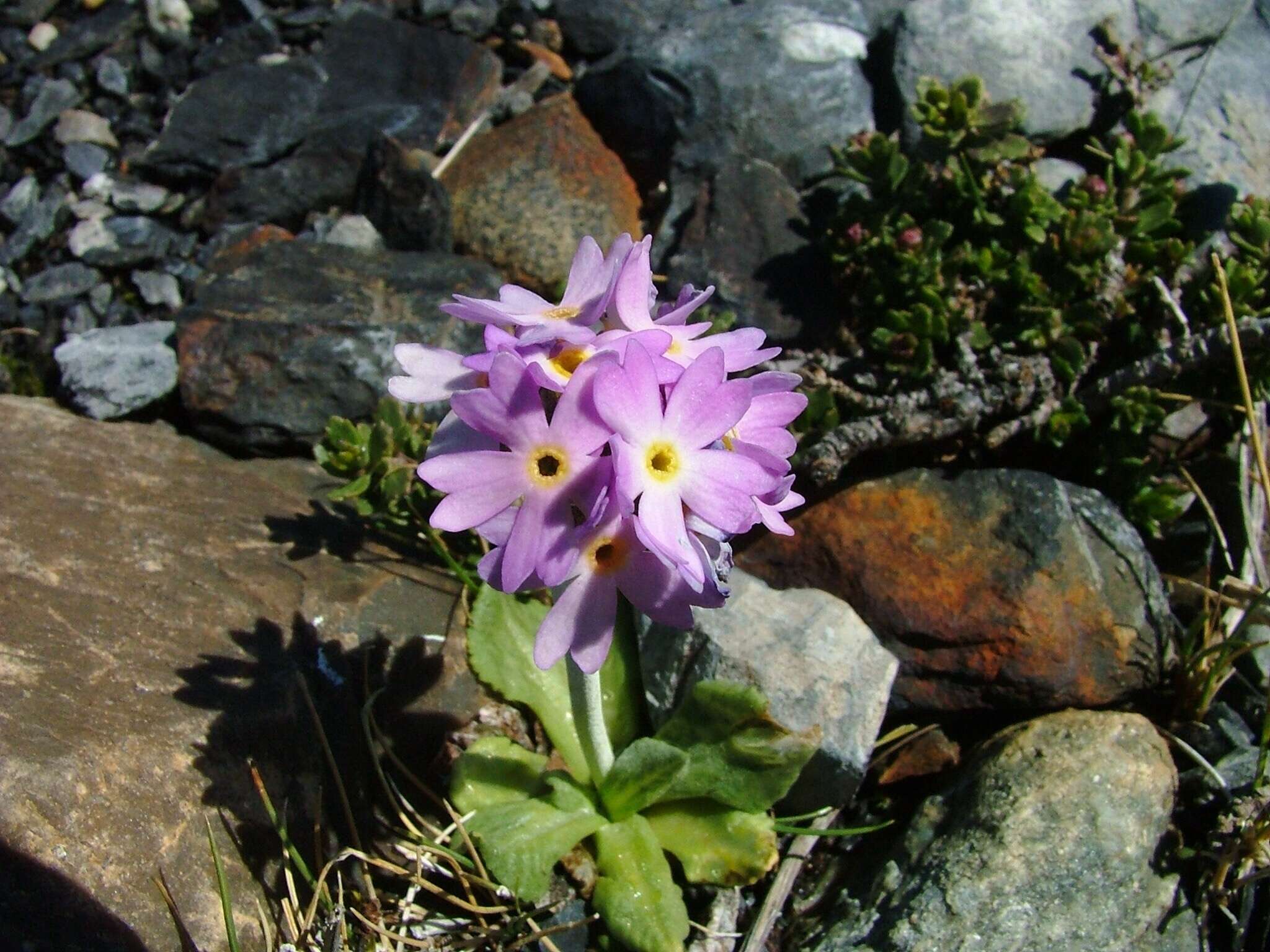 Image of Primula magellanica Lehm.