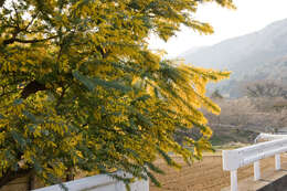 Image of cootamundra wattle