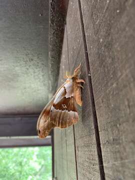 Image of <i>Antheraea polyphemus olivacea</i> Ferguson 1972