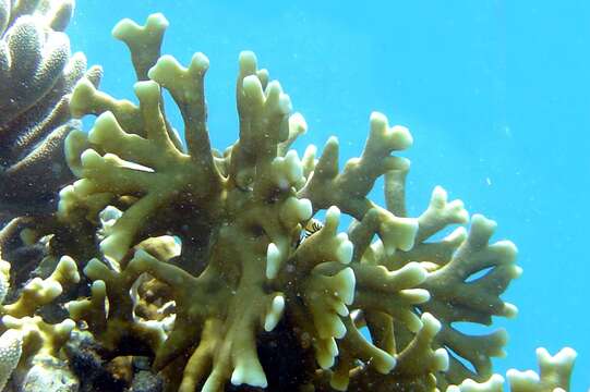 Image of Fire coral