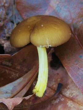 Image of Pluteus romellii (Britzelm.) Sacc. 1895