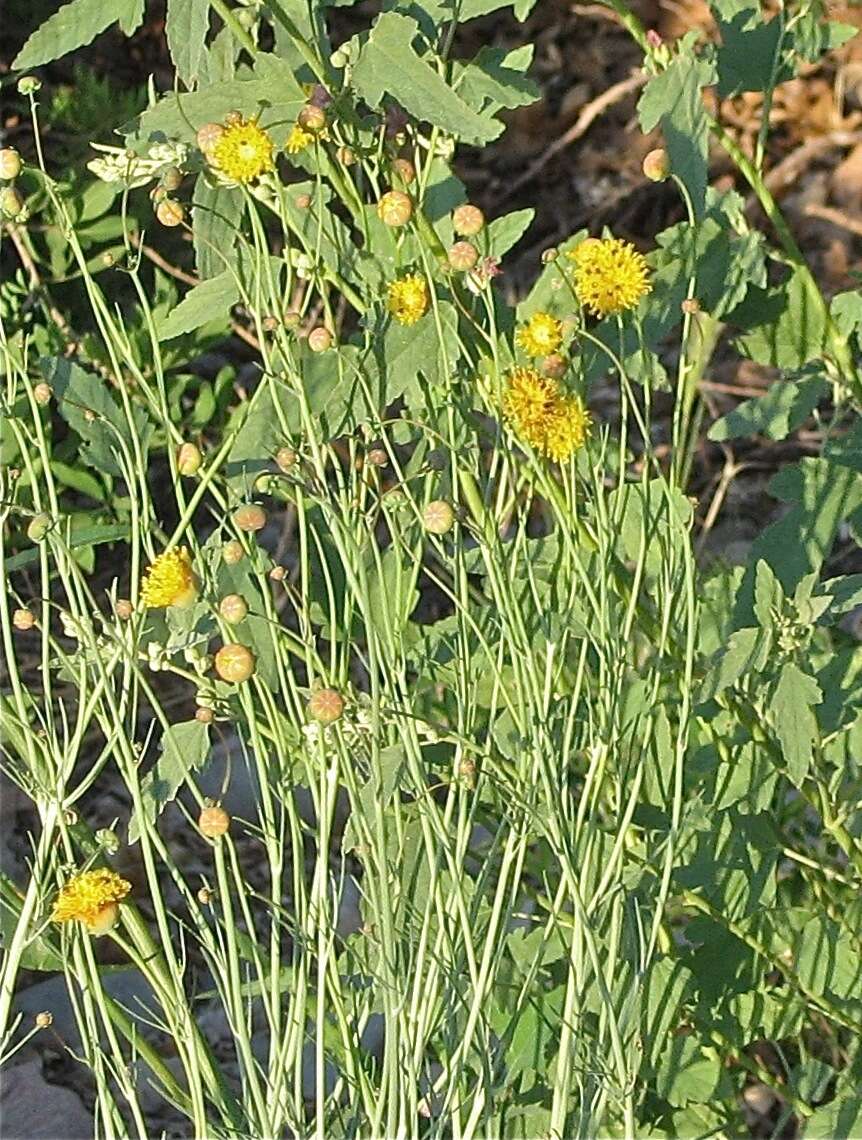 Image of Hopi tea greenthread