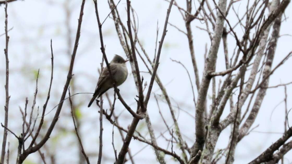 Image of Greater Pewee