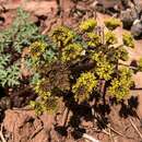 Image of purple springparsley