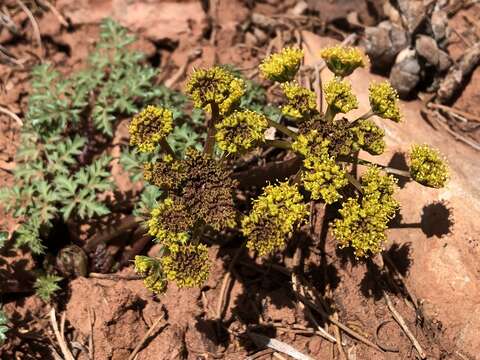 Слика од Cymopterus purpureus S. Wats.