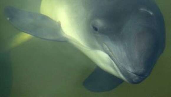 Image of Common porpoises