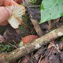 Plancia ëd Marasmius berteroi (Lév.) Murrill 1915