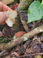 Image of Marasmius berteroi (Lév.) Murrill 1915