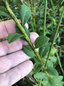 Image of Dixie goldenrod