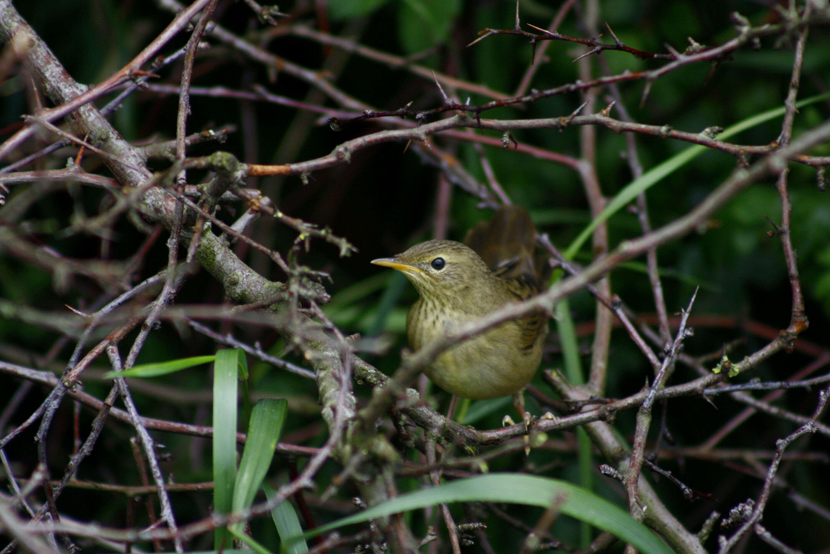 Image of Common Grasshopper Warbler