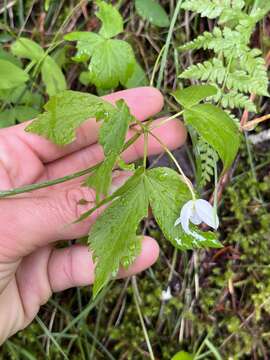 Image of Piper's Windflower