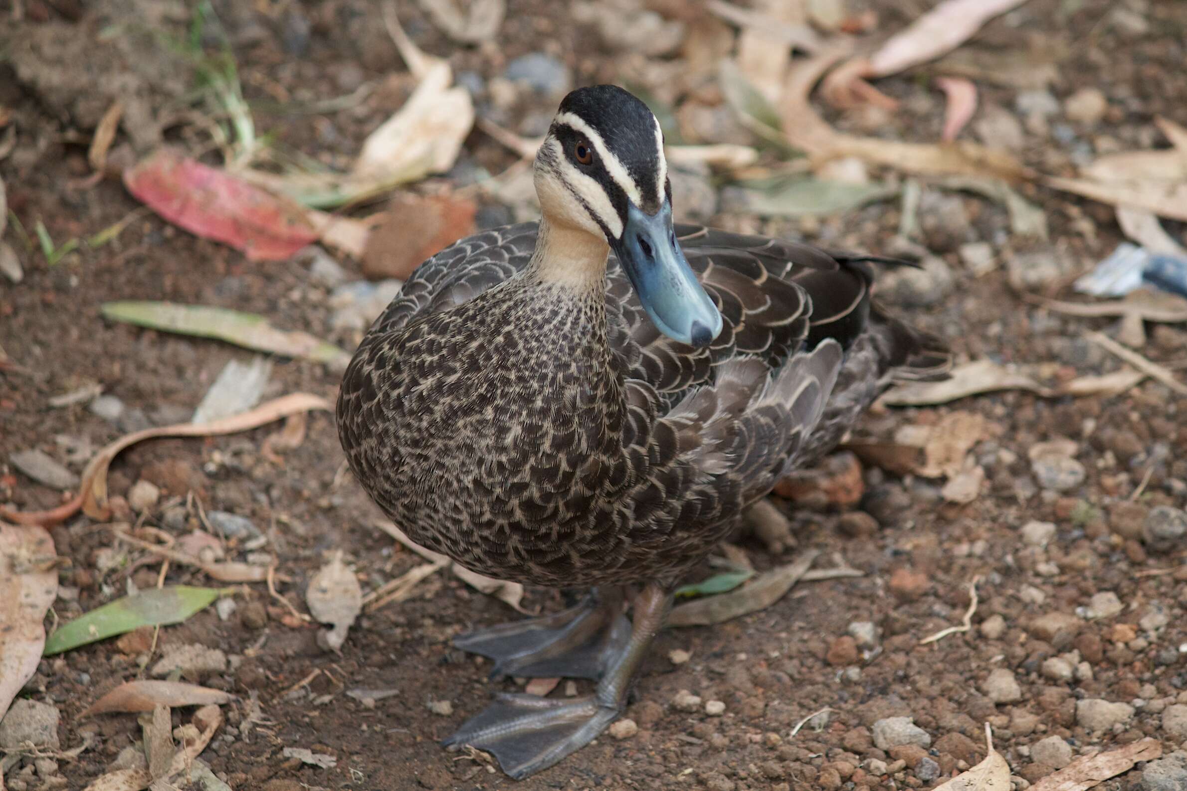 Image of Grey Duck