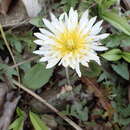 Image of Japanese dandelion