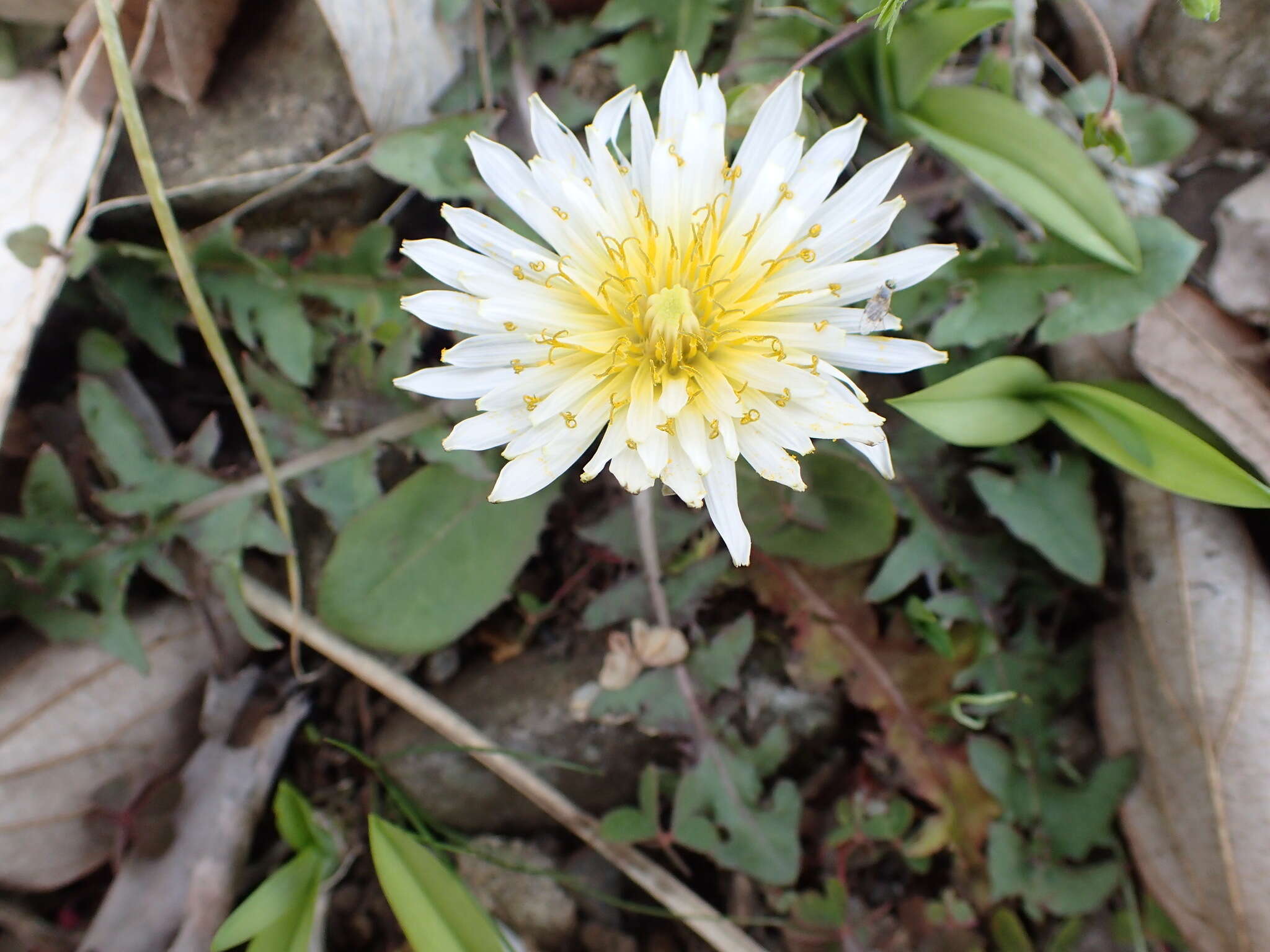 Image de Taraxacum albidum Dahlst.