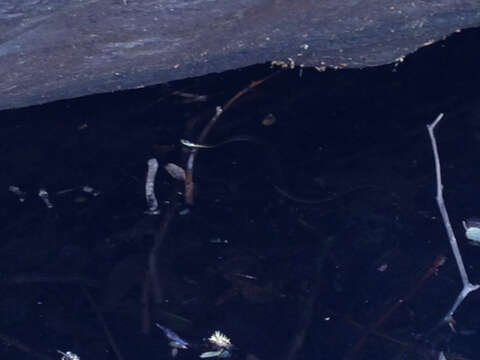 Image of Two-striped Garter Snake