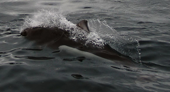 Image of Dall's Porpoise