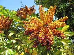 Image of Dwarf Umbrella Tree