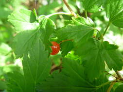 Image of Mountain Currant