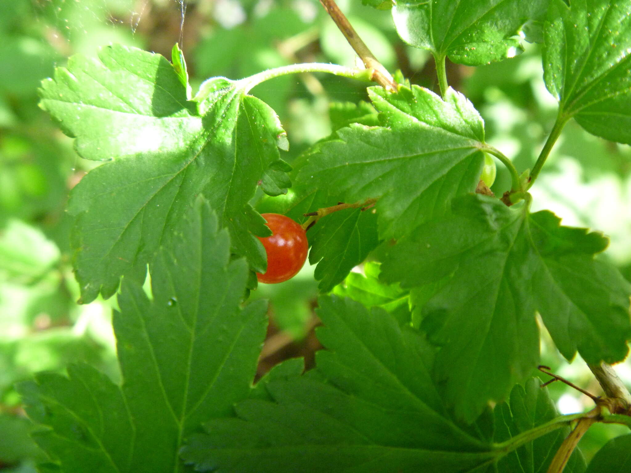 Image of Mountain Currant