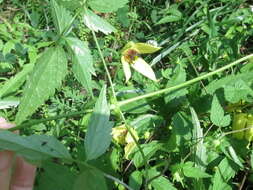 Image of hermitgold clematis