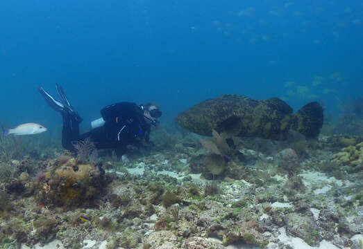 Image of Atlantic Goliath Grouper