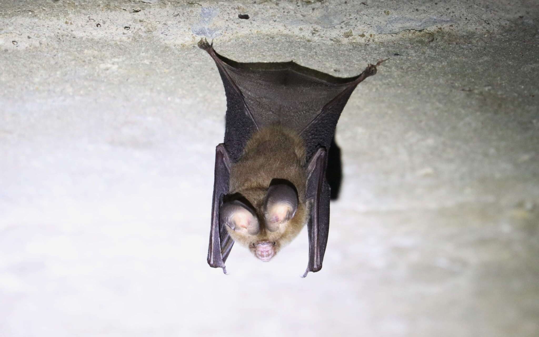 Image of Vietnamese Leaf-nosed Bat