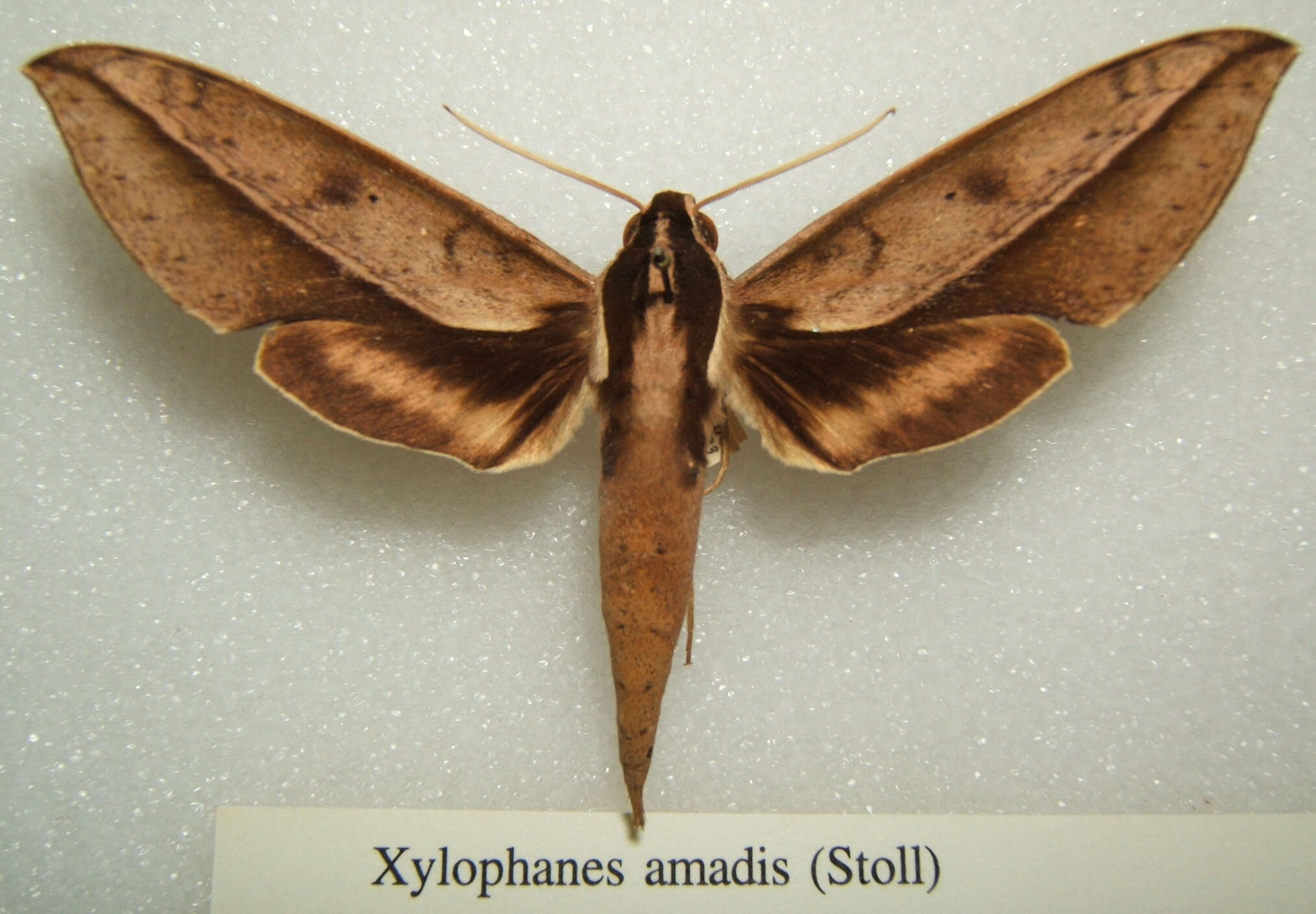 Image de Xylophanes amadis (Stoll 1782)