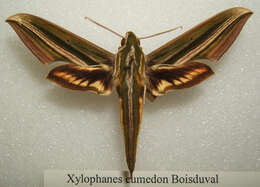 Image of Xylophanes eumedon (Boisduval (1875))