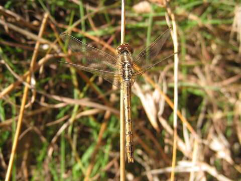 Image of Red Percher Dragonfly