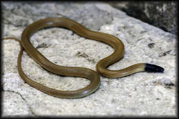 Image of Big Bend Blackhead Snake