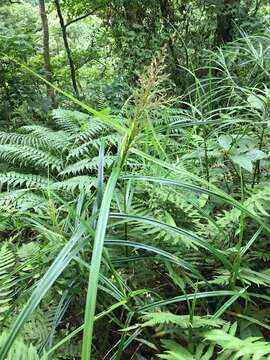 Imagem de Scleria terrestris (L.) Fassett