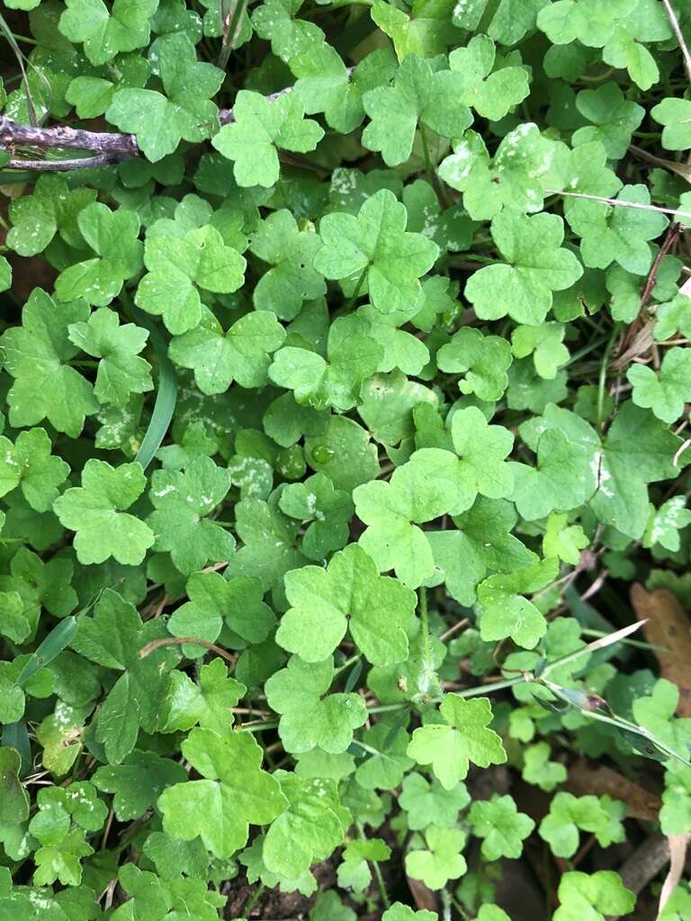 Imagem de Hydrocotyle acutiloba (F. Müll.) Wakef.