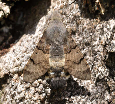 Слика од Macroglossum stellatarum (Linnaeus 1758)