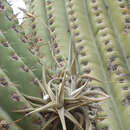 Image of Tillandsia gilliesii subsp. polysticha W. Till & L. Hrom.