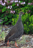 Image of Cape Francolin