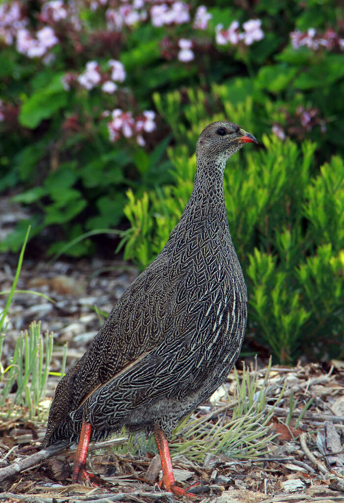 Image of Cape Francolin