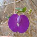 صورة Centrosema brasilianum (L.) Benth.