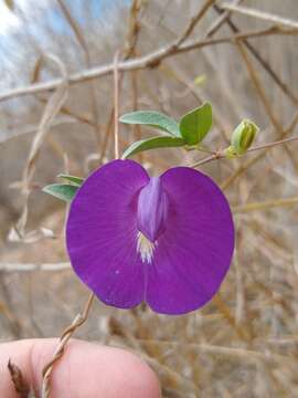 Plancia ëd Centrosema brasilianum (L.) Benth.