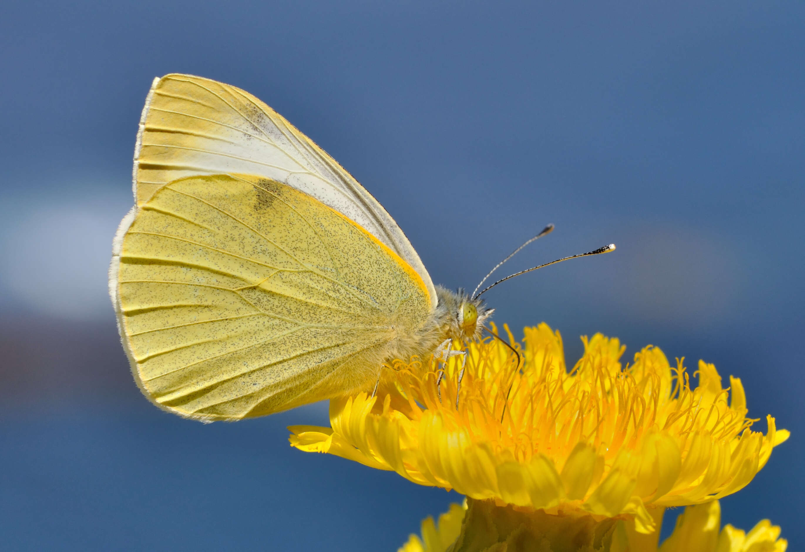 Image of Canary Islands Large White