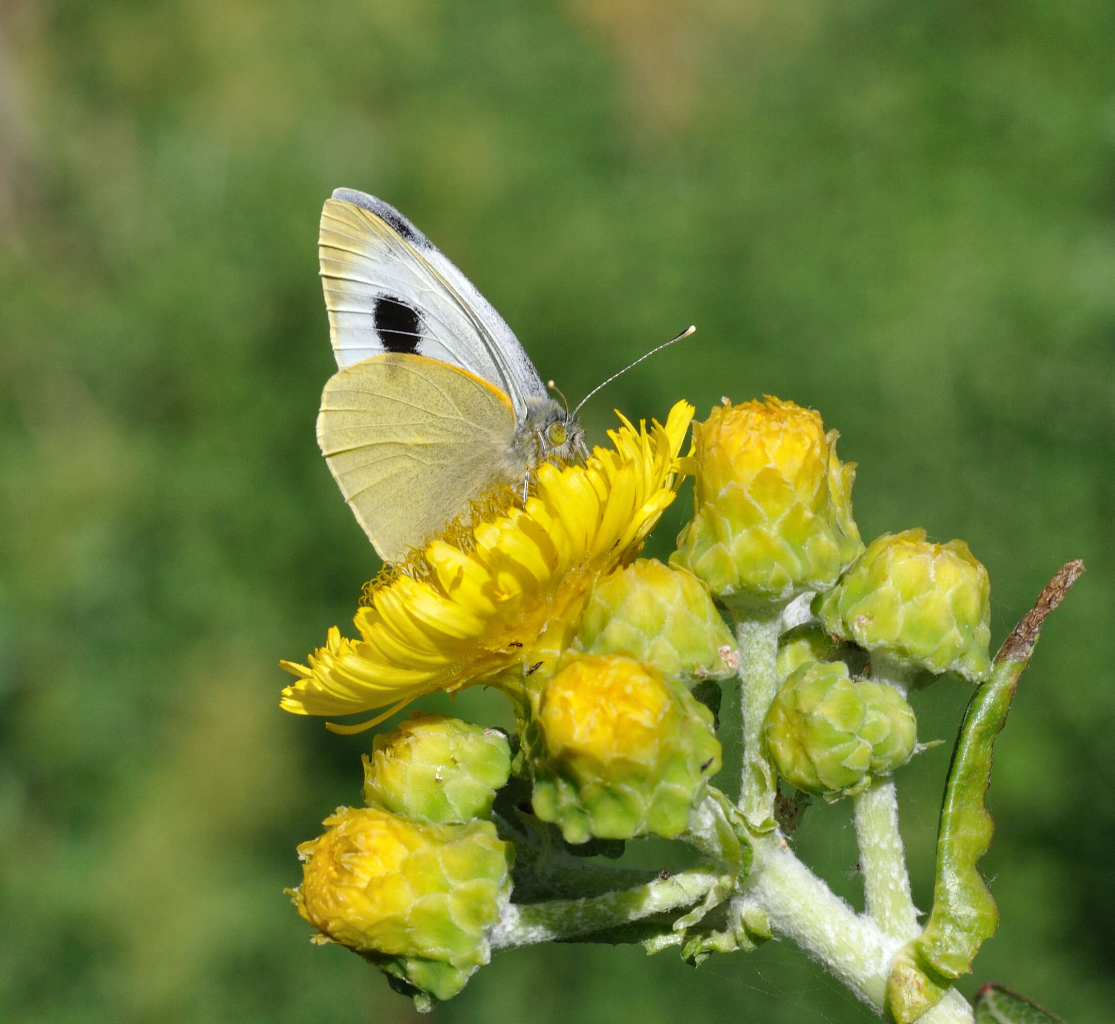 Image of Canary Islands Large White