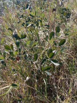 Image of sand blackberry