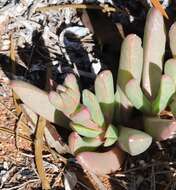 Image of Carpobrotus aequilaterus (Haw.) N. E. Br.