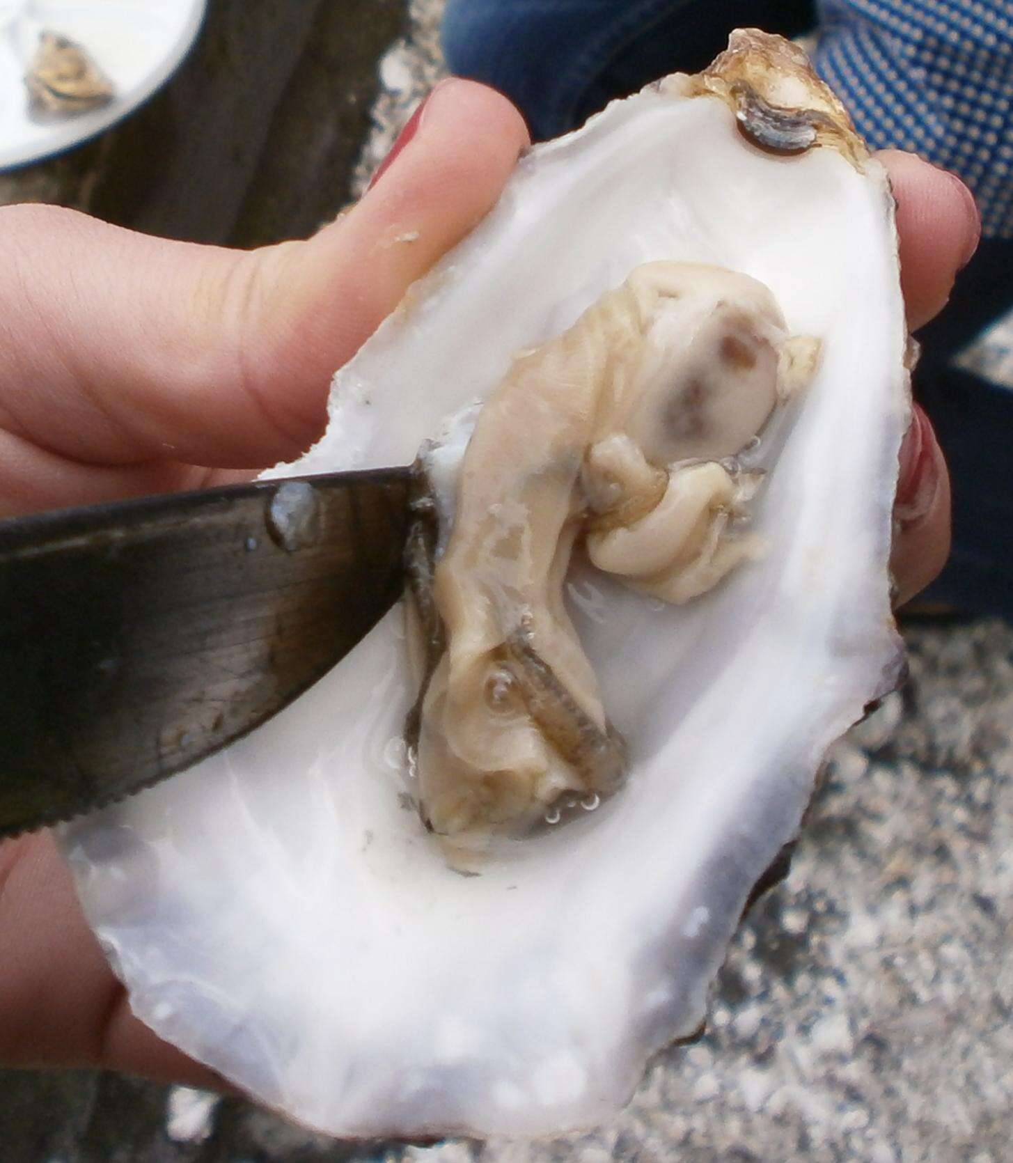 Image of Native oyster