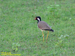 Image of Vanellus indicus lankae (Koelz 1939)