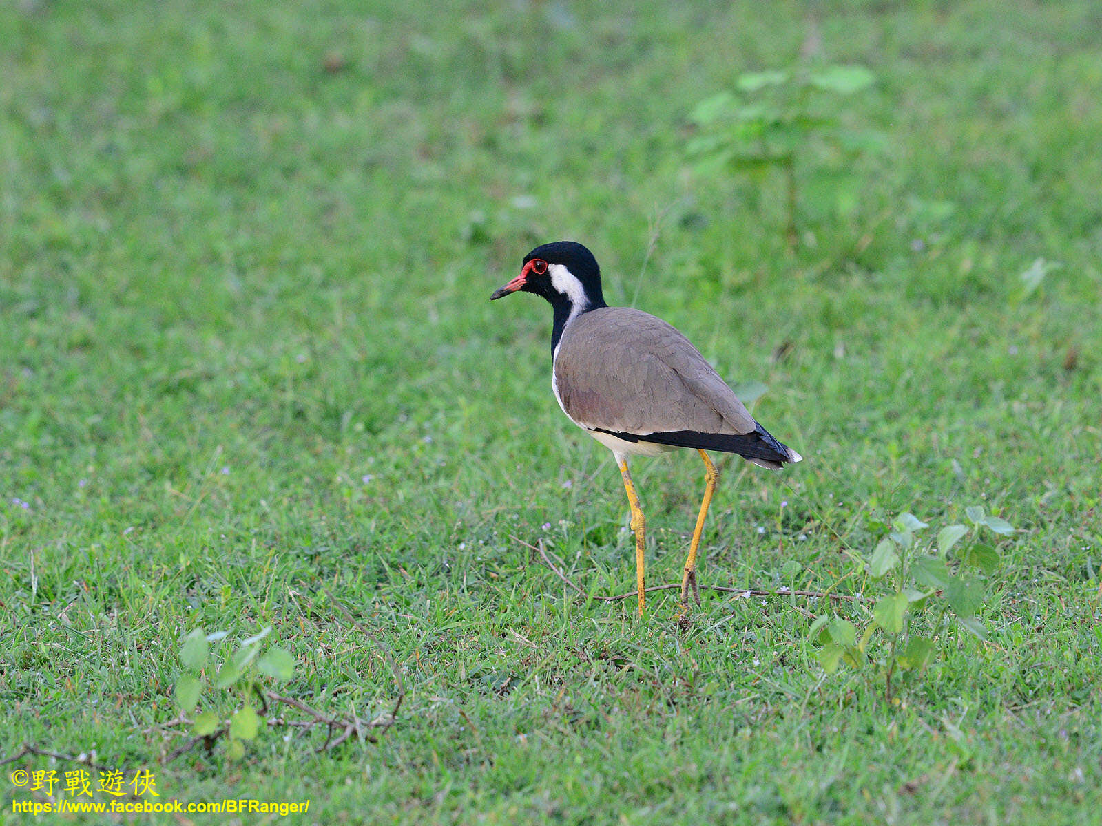 Image of Vanellus indicus lankae (Koelz 1939)